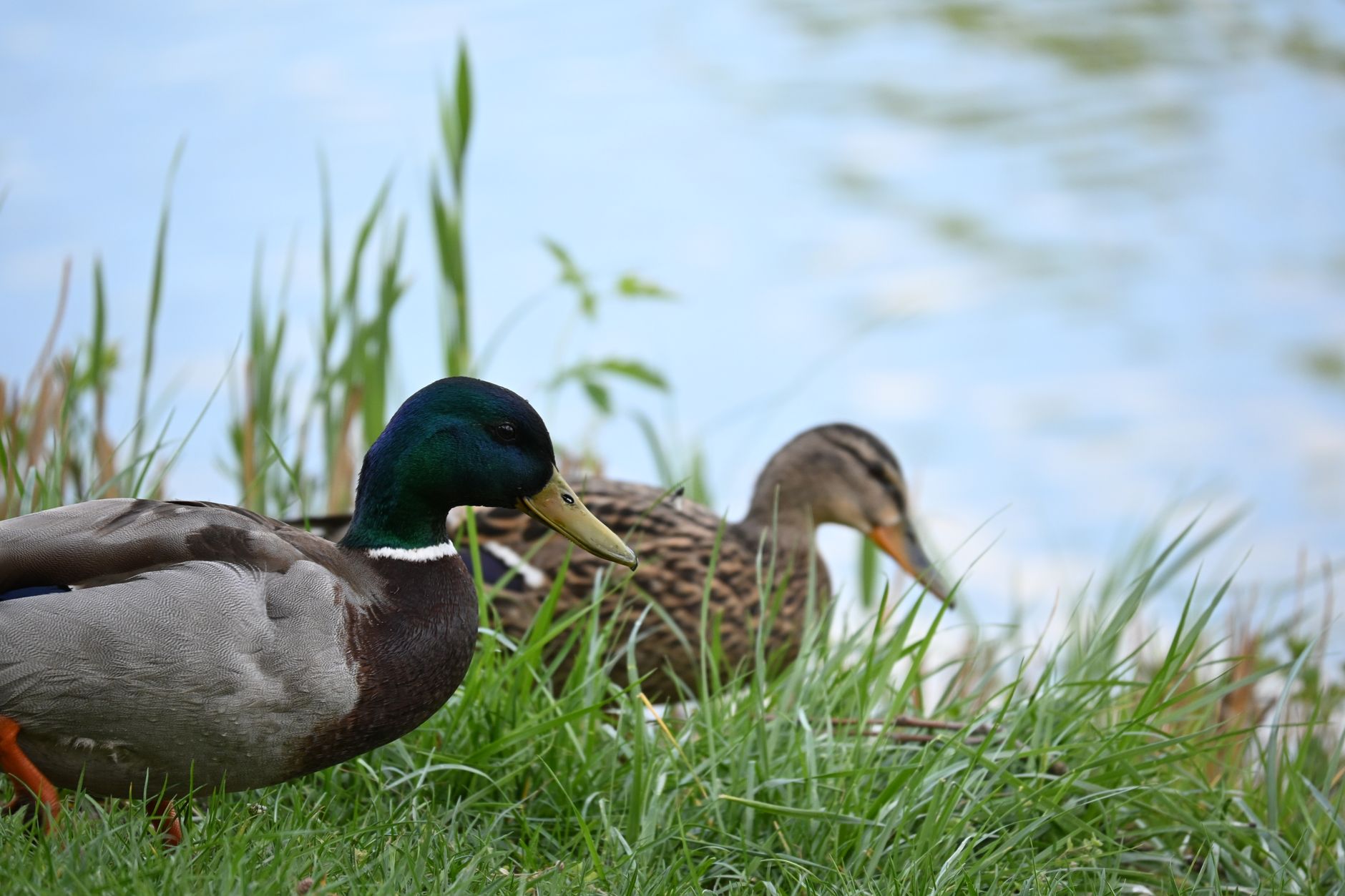 Wild ducks foraging by the grassy edge of a quiet pond