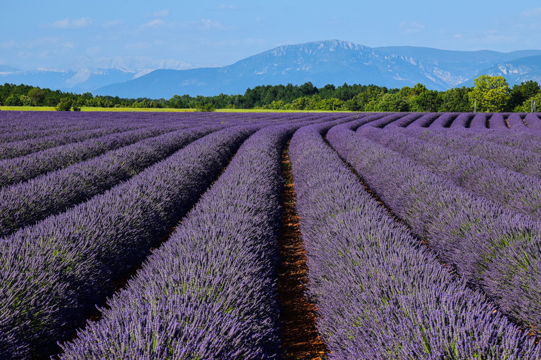 Wide rows of lavender stretching toward a mountain backdrop