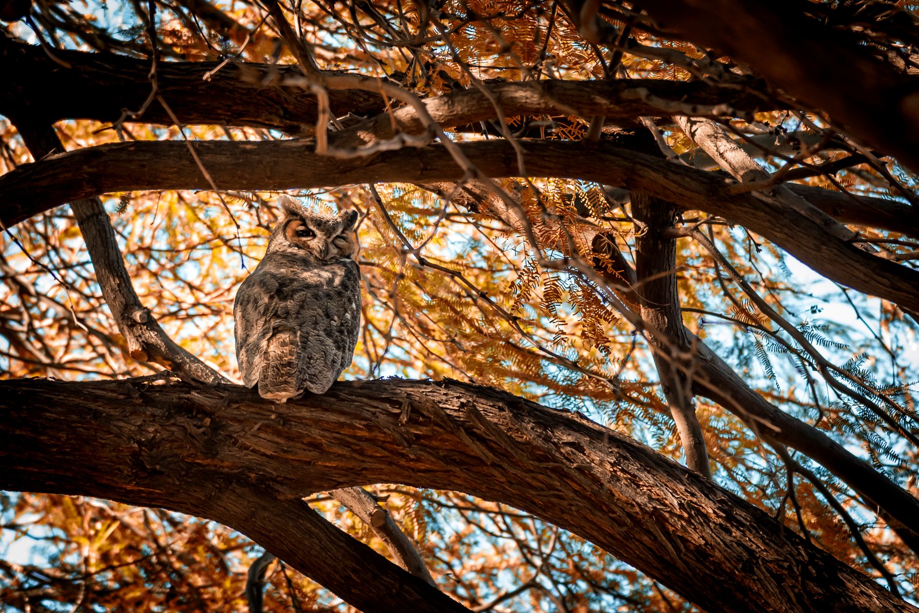 A great horned owl perched on a tree branch near a quiet pond