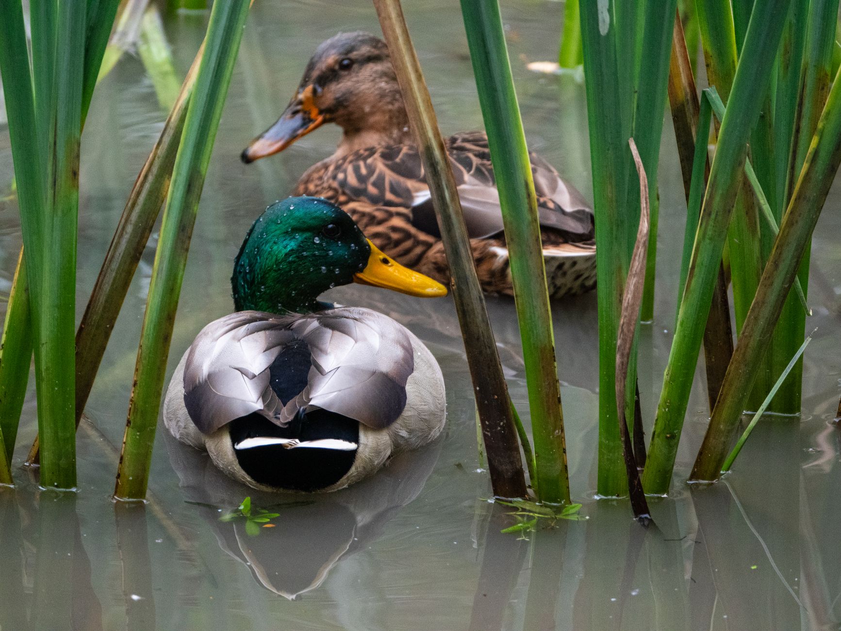 Mallard ducks swimming among reeds at Salem Pond