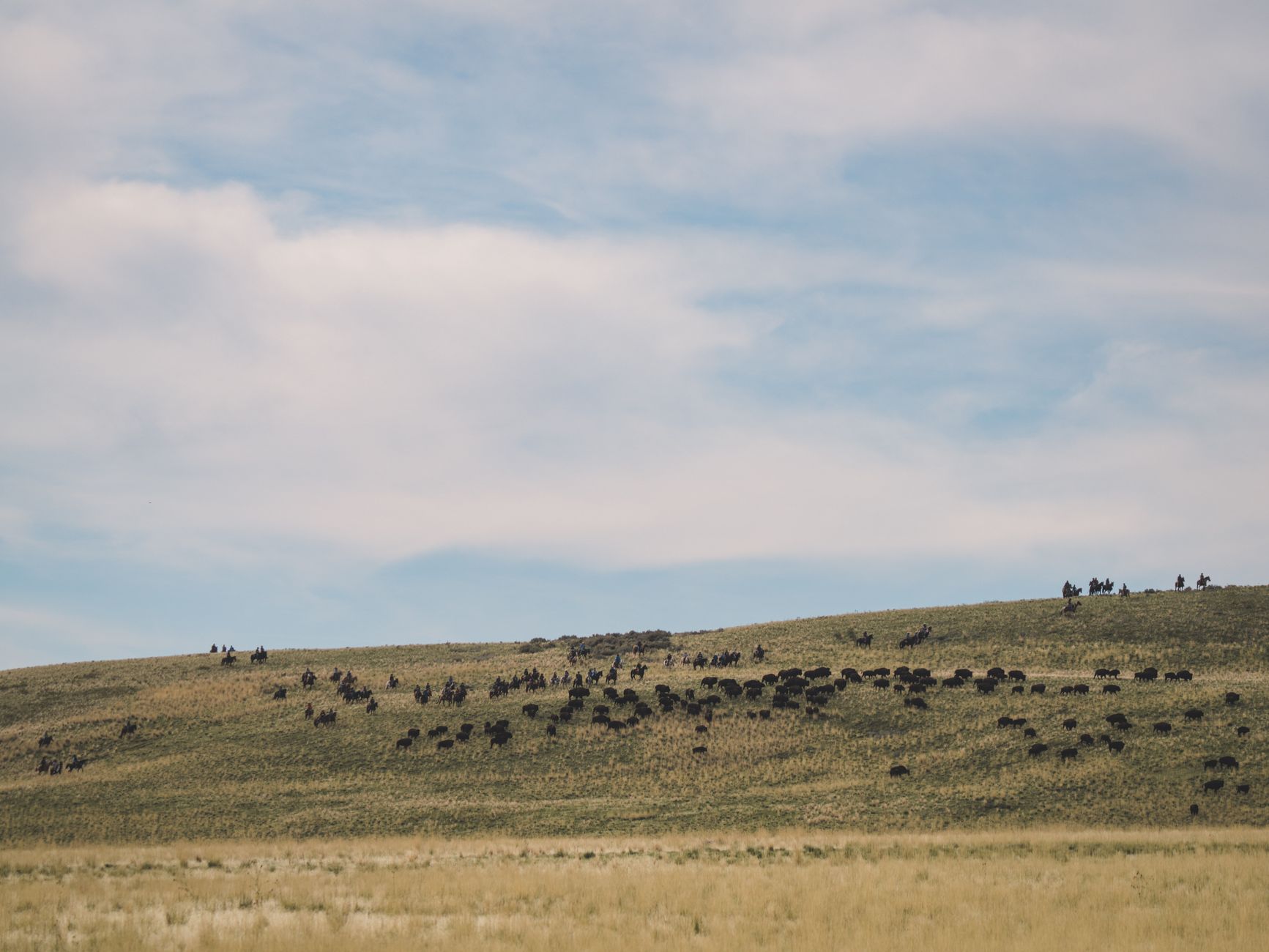 Cattle grazing on open Western ranch land with mountains in the background