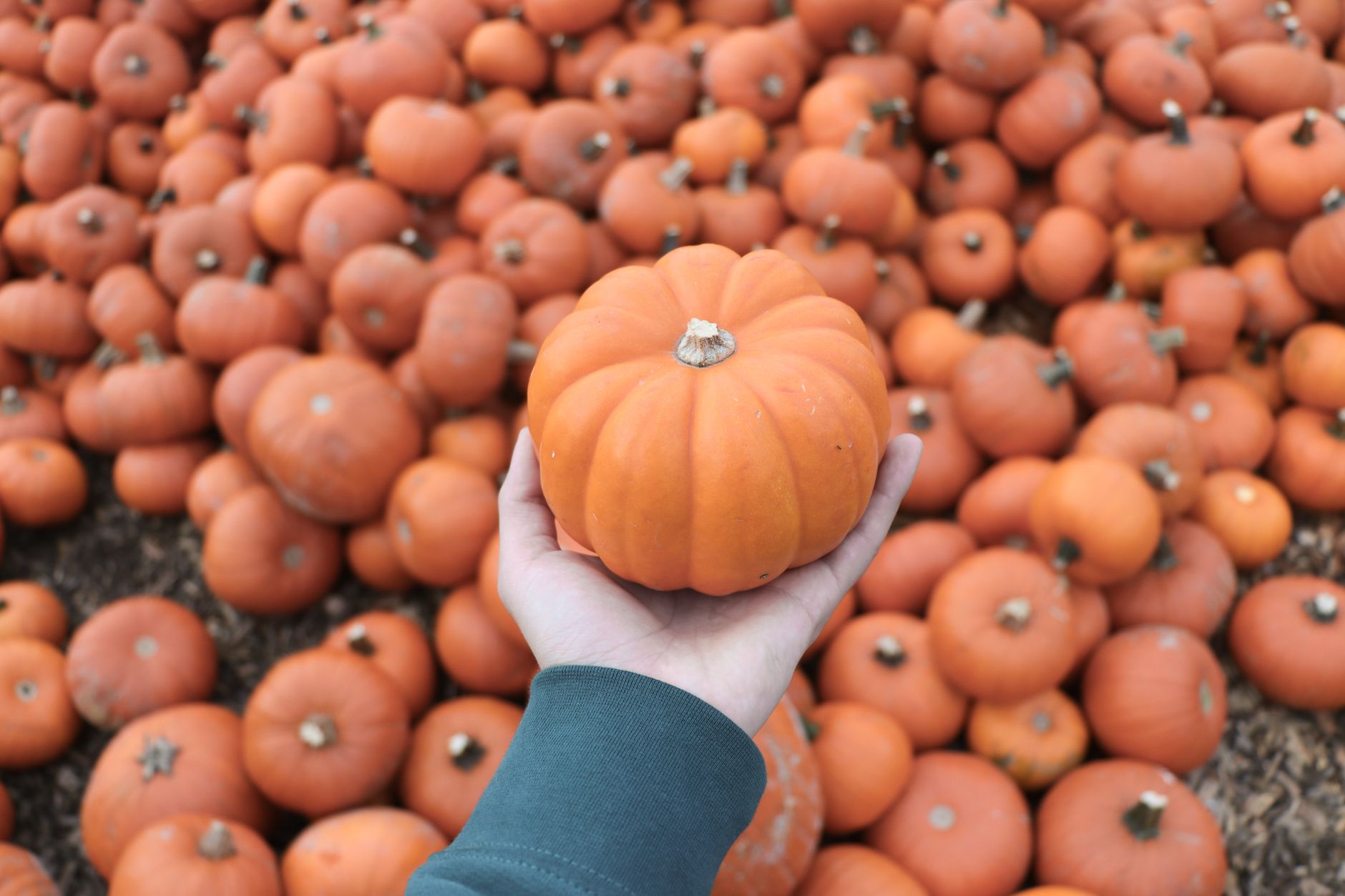 A family in an autumn pumpkin patch surrounded by orange pumpkins