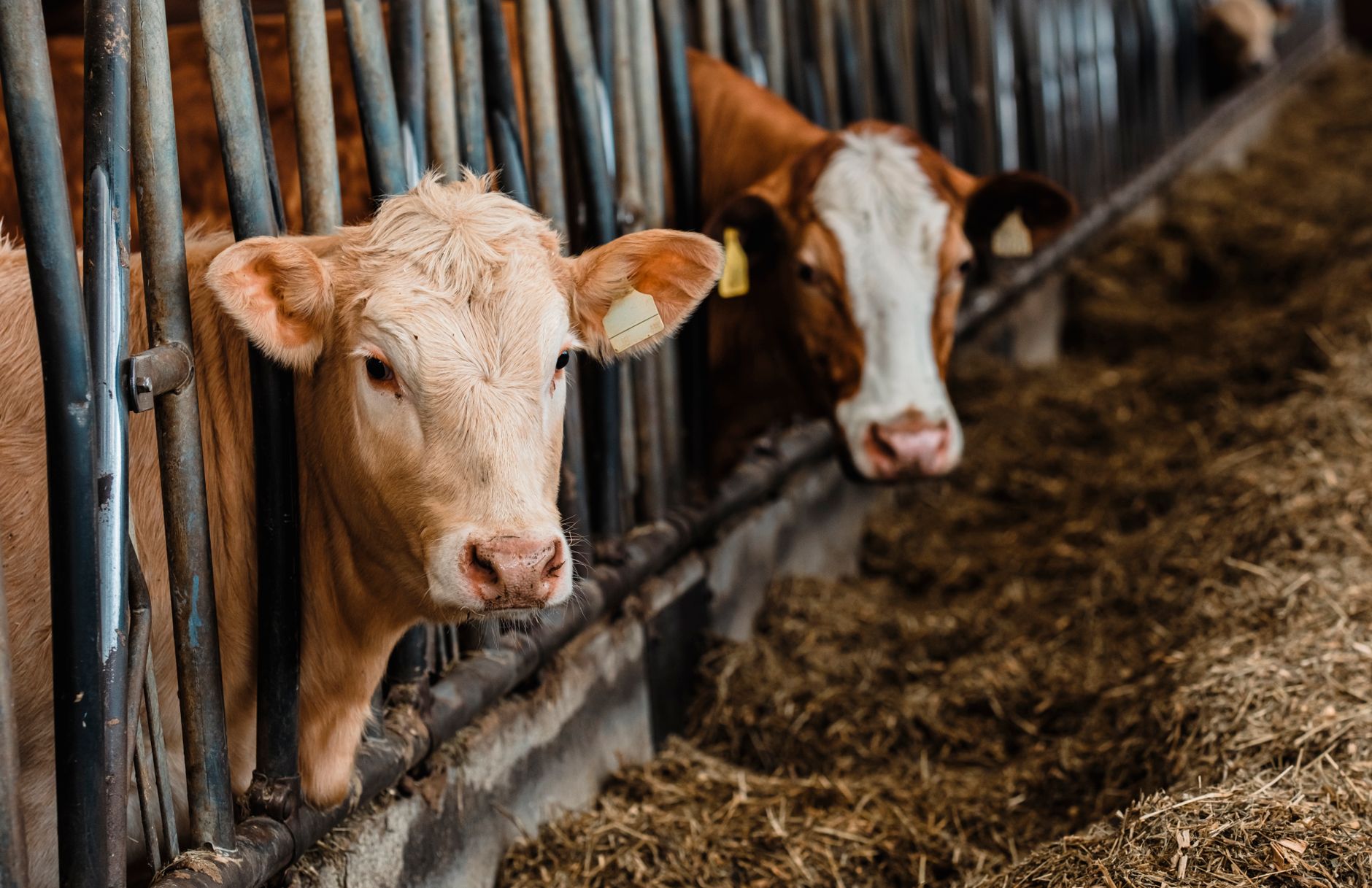 Calm beef cattle in a well-maintained farm setting
