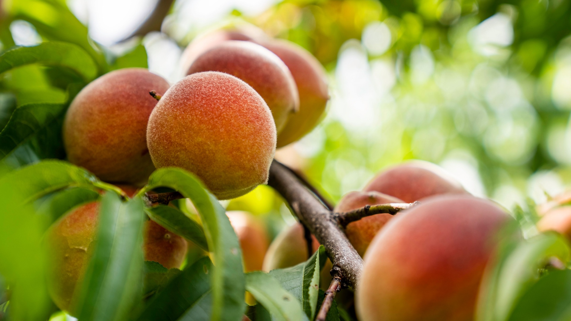 Ripe peaches hanging on the tree in a Utah orchard