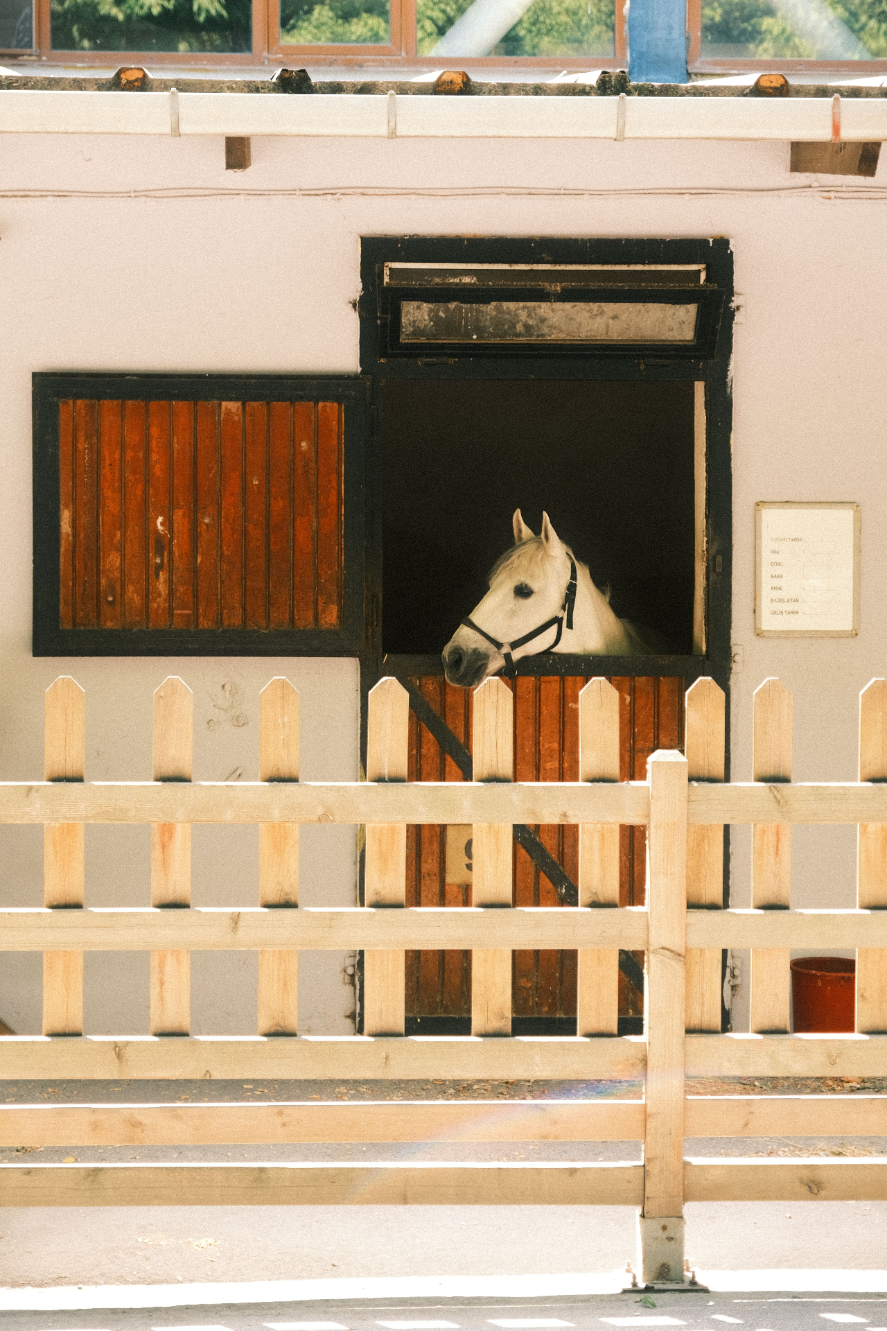 A white horse looking out of a stable window behind a wooden fence
