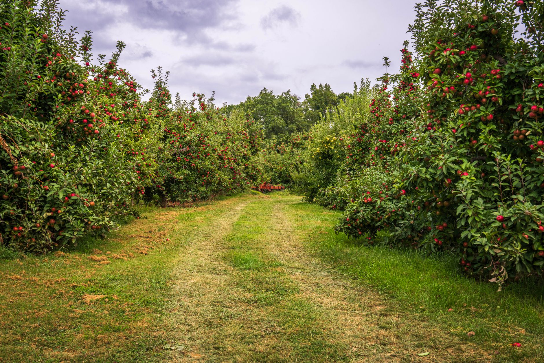 Red barn at a peach orchard in Santaquin, Utah