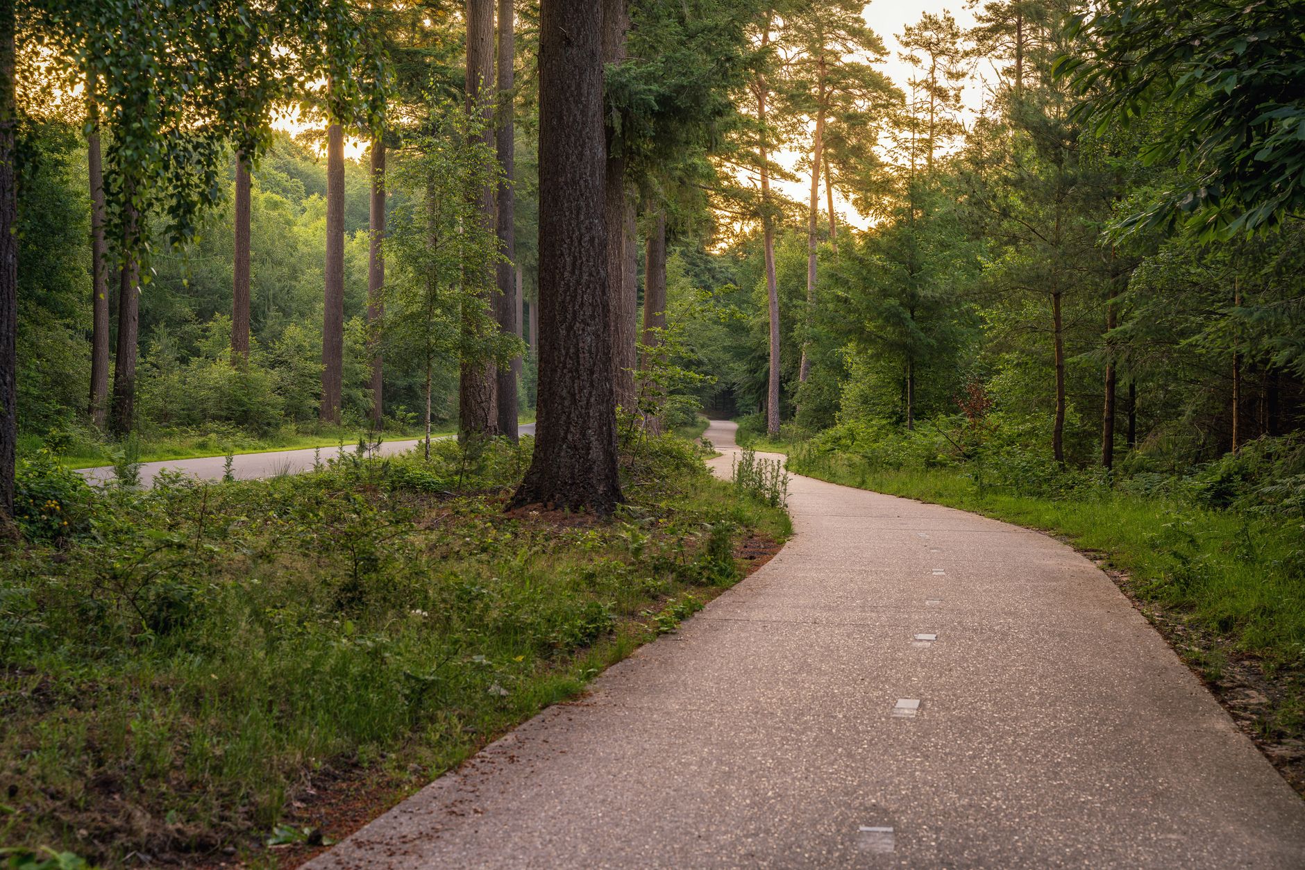Paved walking trail winding through tall trees near Payson Lakes