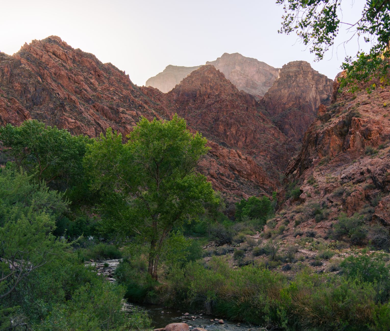 A mountain canyon creek winding through trees along a summer trail — similar to Hobble Creek Canyon near Springville, Utah