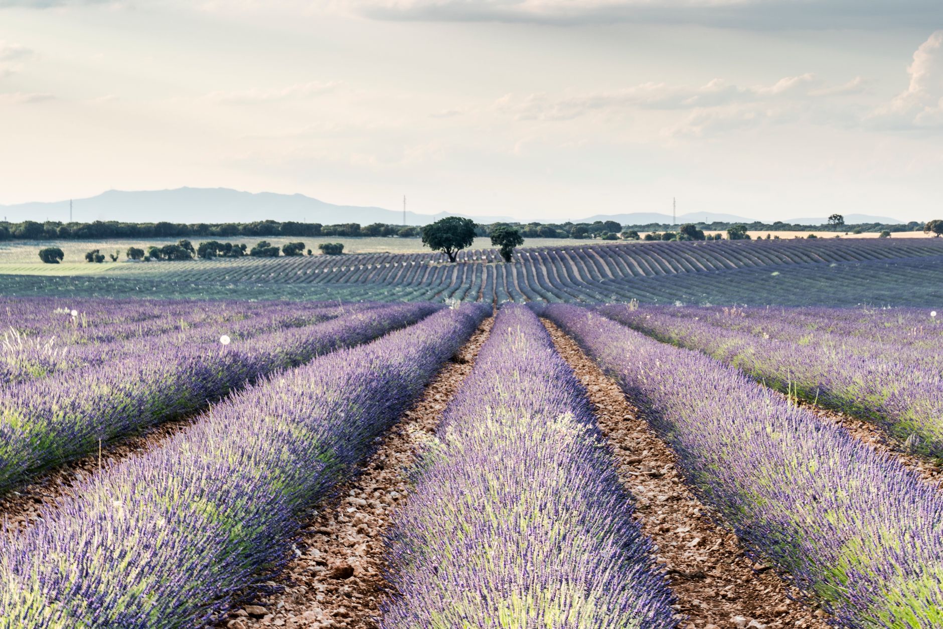 Young Living Lavender Farm, Mona Utah — A Quiet, Free Stop Worth Knowing About