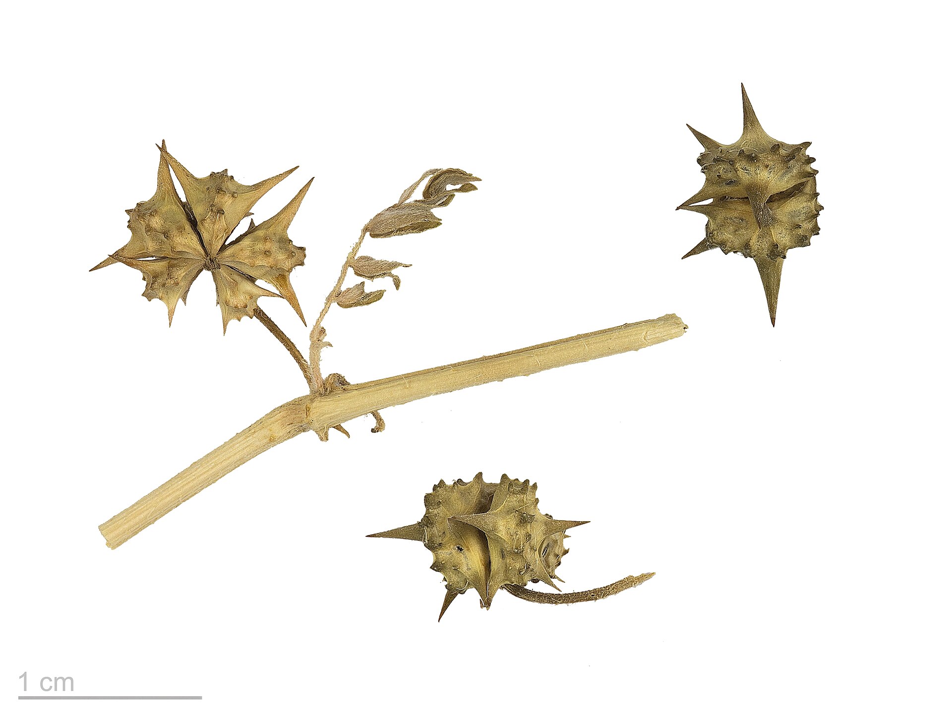 Studio photograph of dried goat head seed burs (Tribulus terrestris) showing the sharp spines